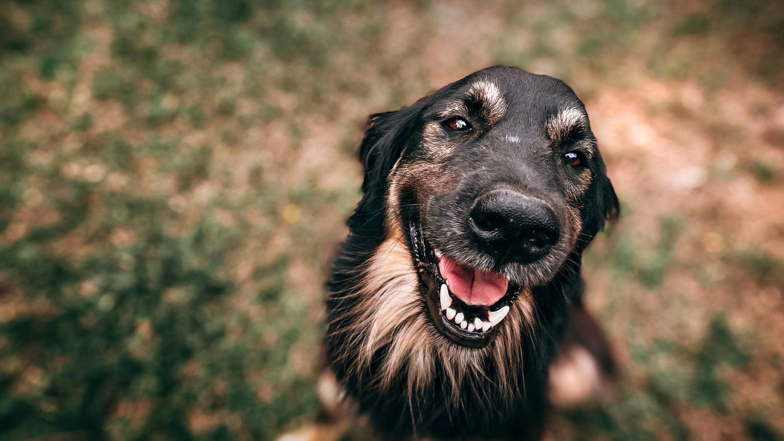 Winter Essentials for Adventurous Dogs in Victoria & NSW
