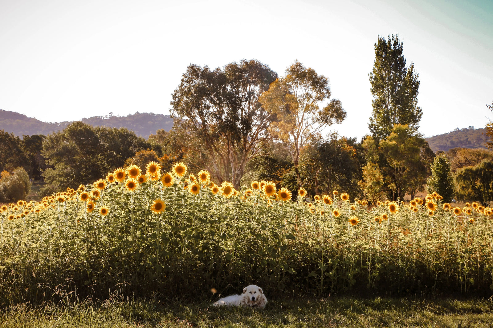 Must-See Trails for Dog Owners in Victoria