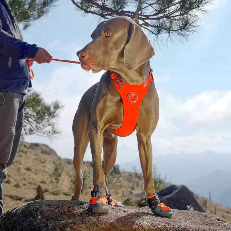 Dog Boots Australia: Why Every Adventurous Pup Needs Them