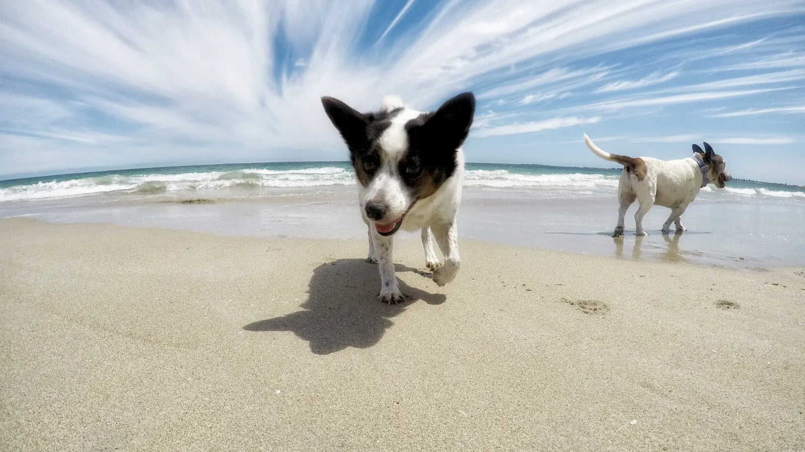 Preparing for 'The Big Lap' With Your Canine Co-Pilot