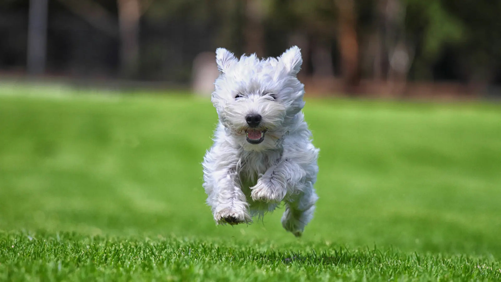 Dog Events & Activities