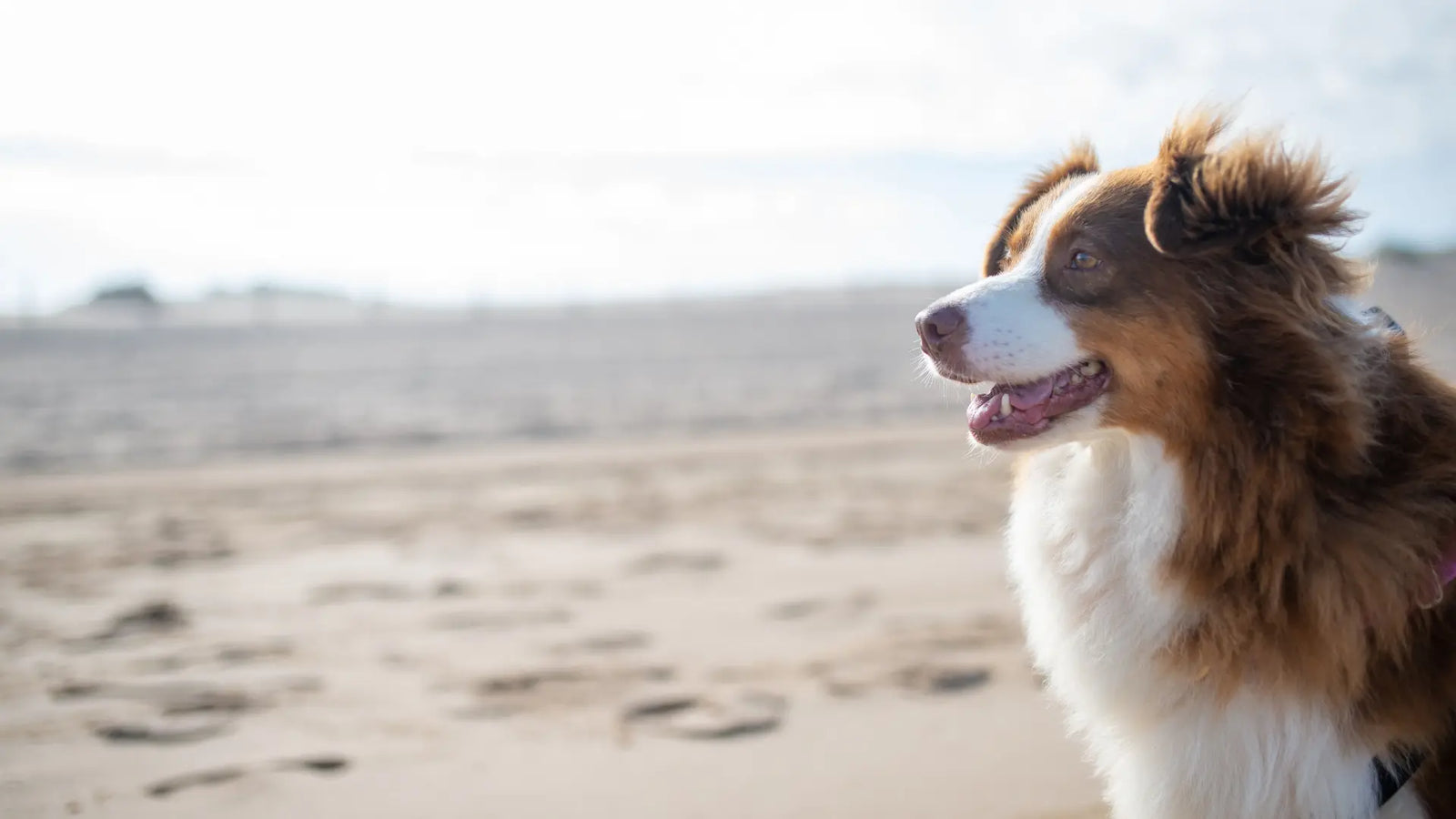 Walking Your Dog Safely in Australia