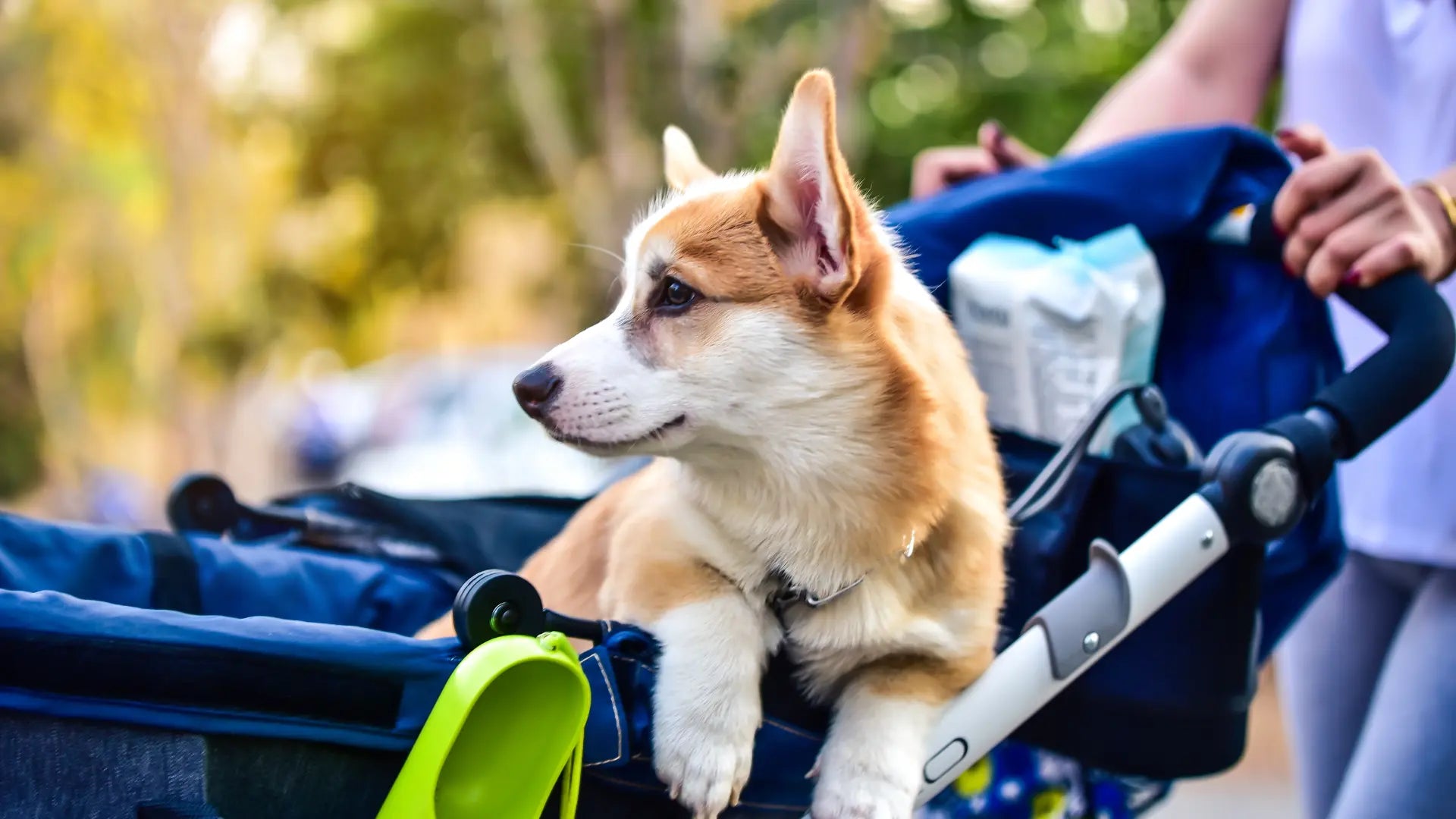 Dog Stroller & Carrier Hybrids