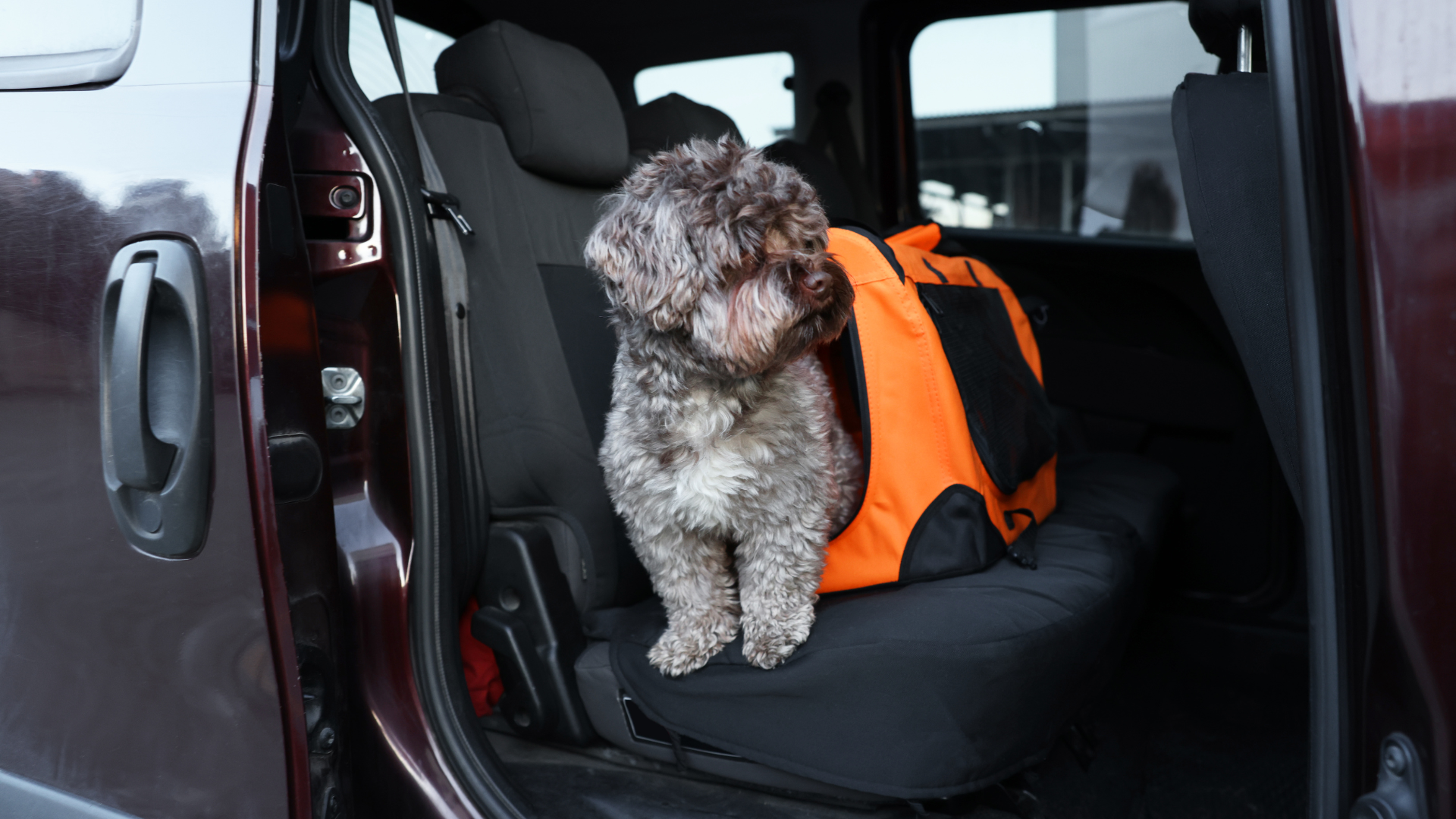 Dog Carriers