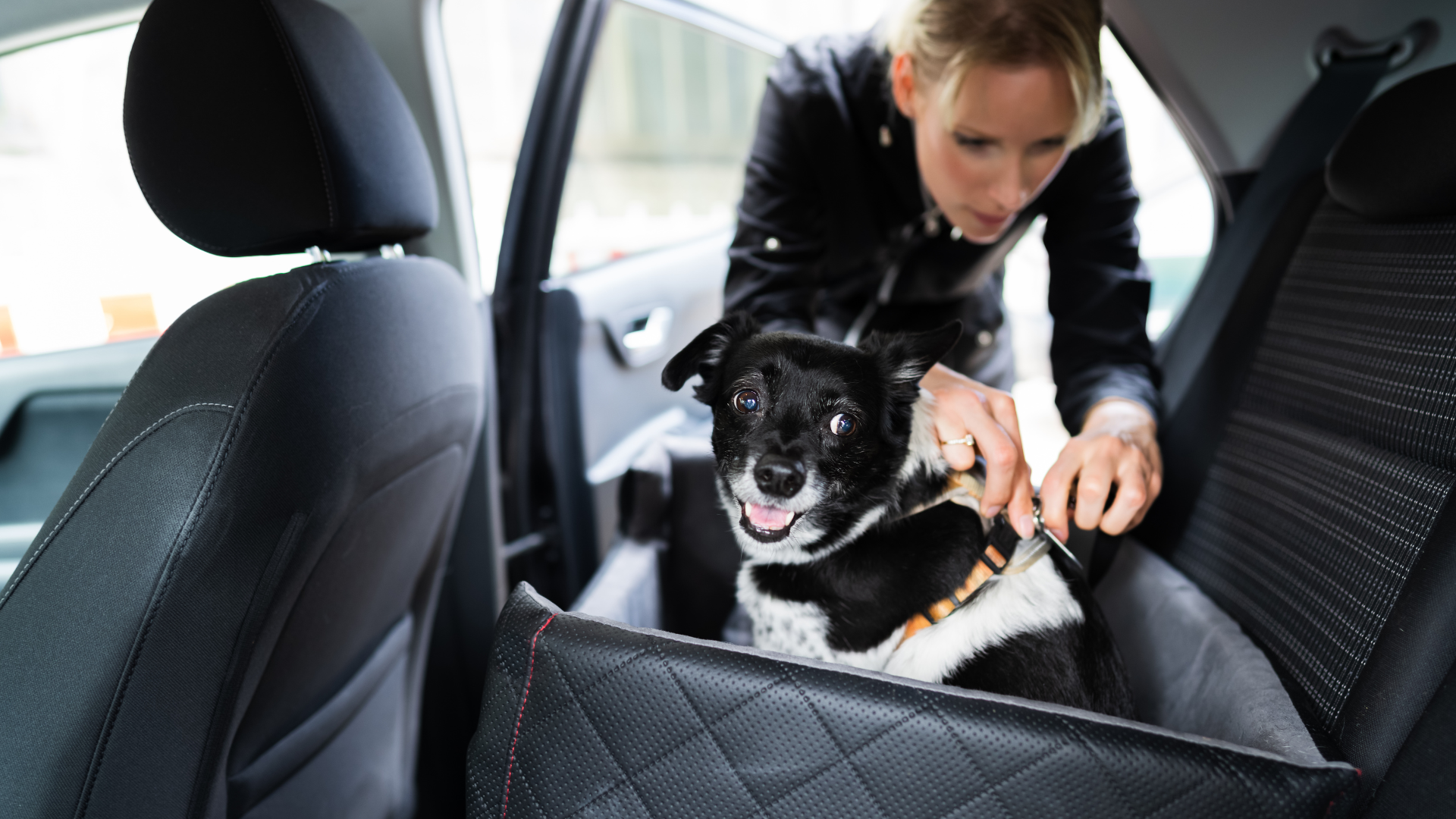 Dog Car Seat Covers & Car Harnesses