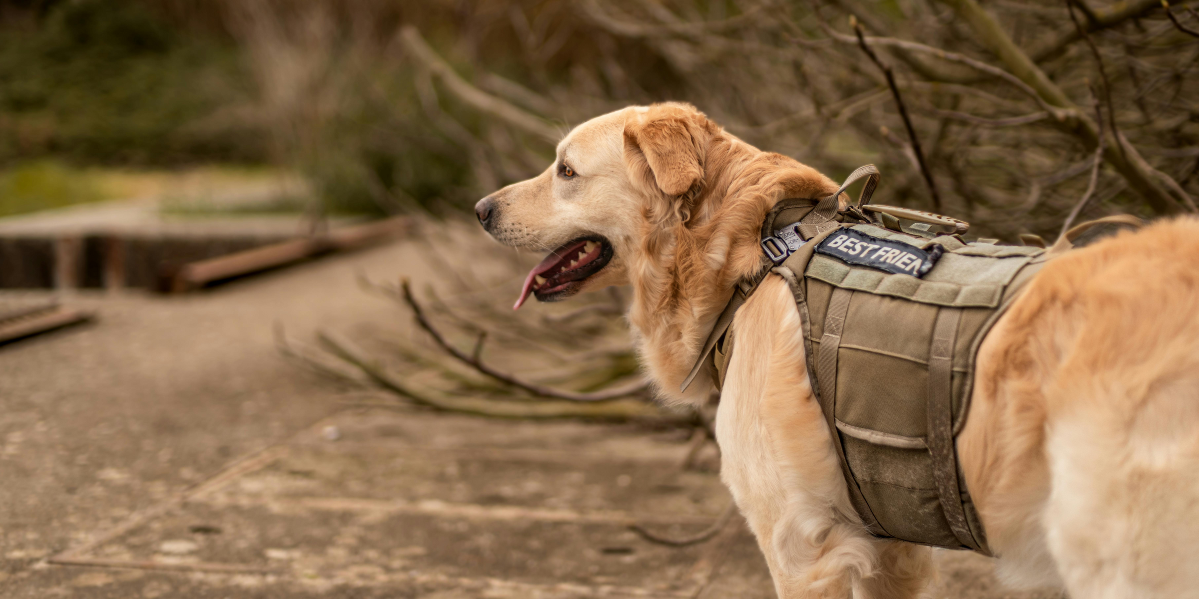 Outdoor Jackets Boots & Water Safety for Dogs