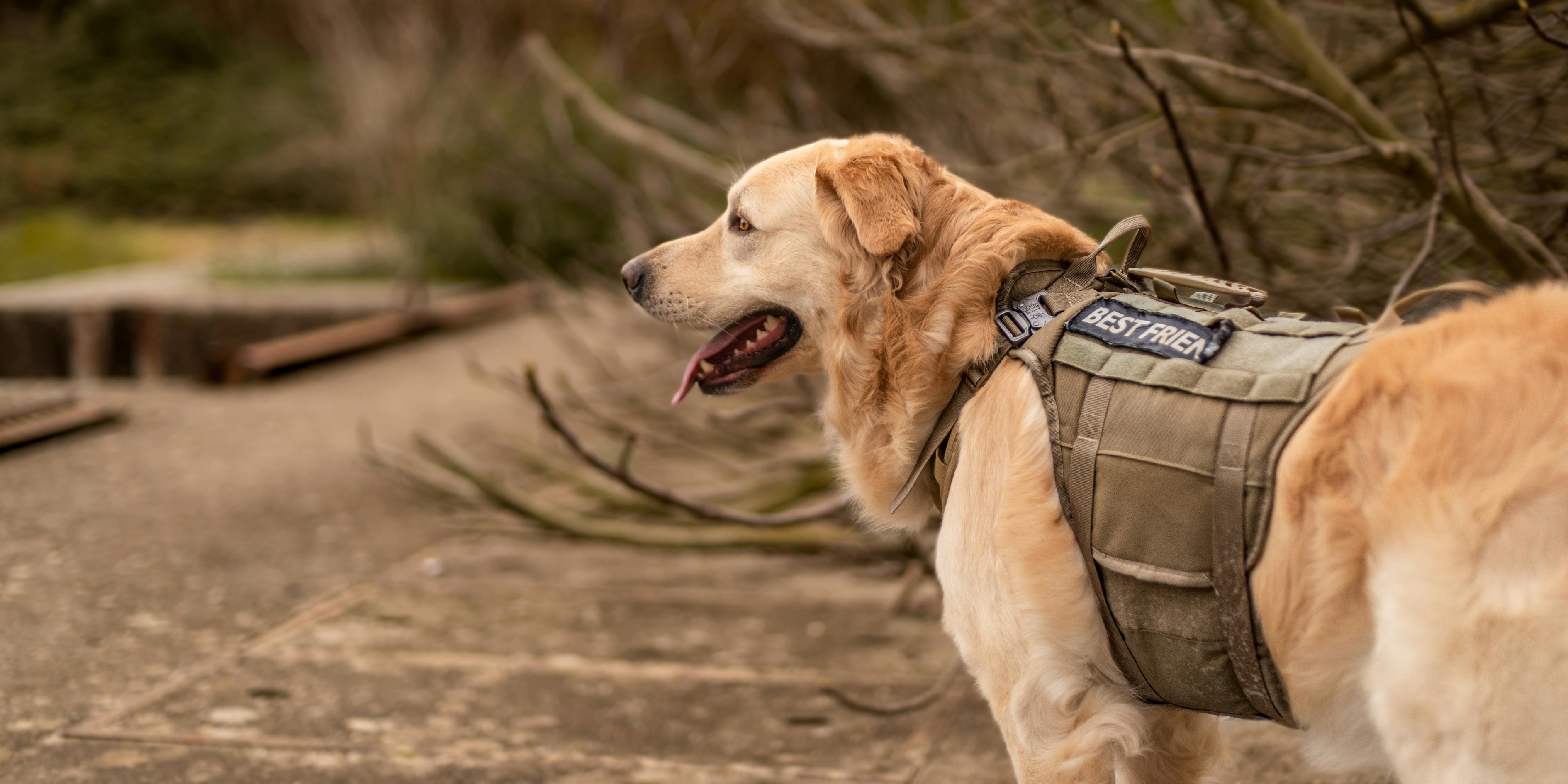 Outdoor Jackets Boots & Water Safety for Dogs