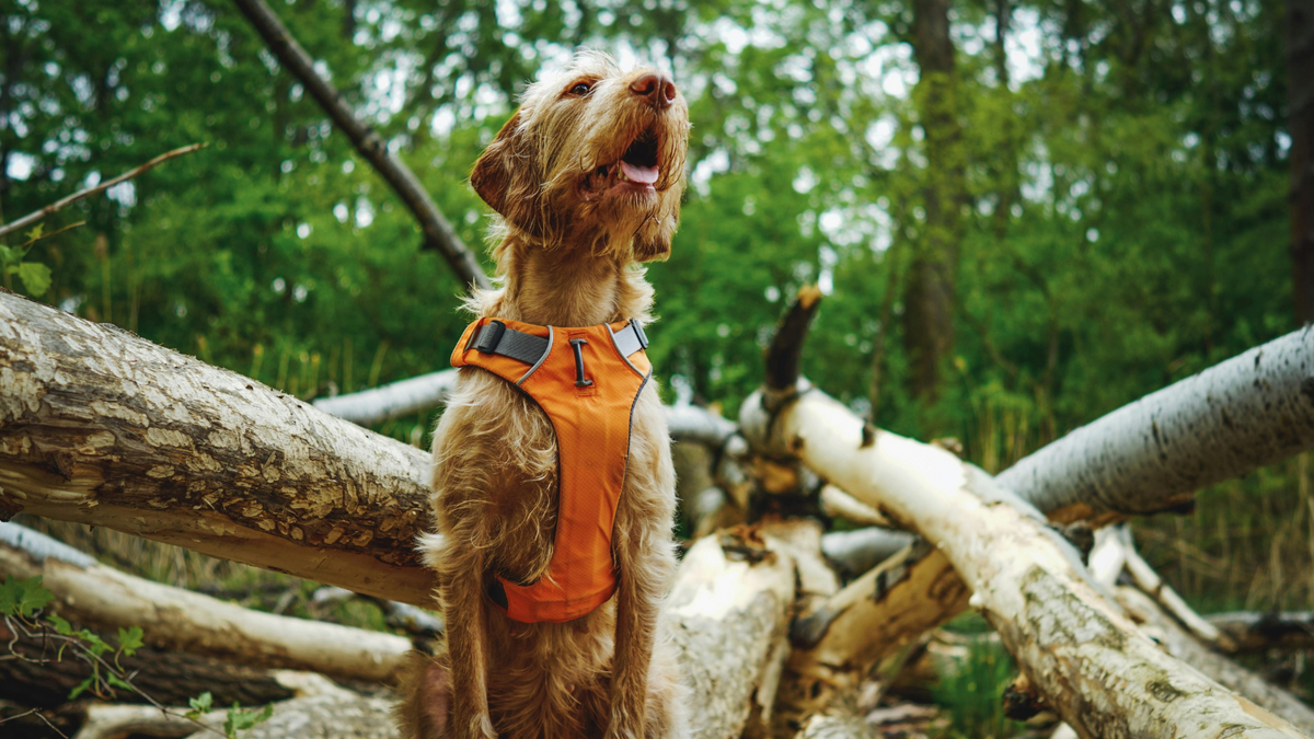 Dog wearing an orange harness in a forest setting with fallen trees.