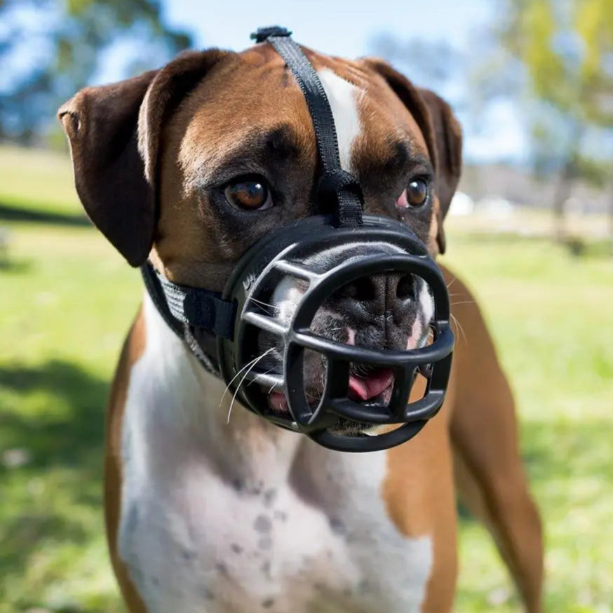 Dog wearing a black muzzle outdoors with green grass and blue sky in the background