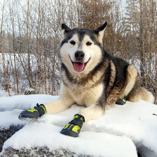 Truelove Anti-Slip Dog Shoe with Hook & Loop Design