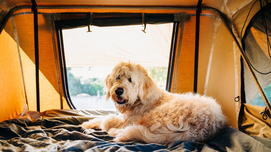 Dog lying inside a tent with a scenic background