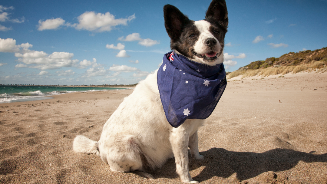 Dog wearing a bandana on a sandy beach with ocean and sky in the background