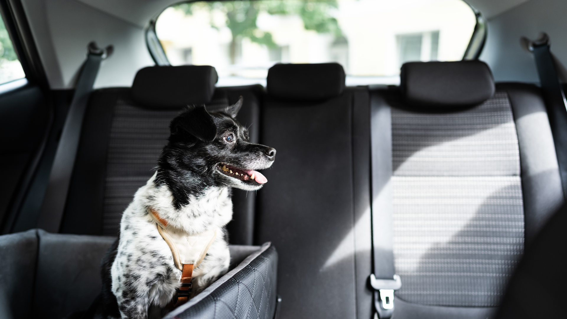 Dog sitting in the back seat of a car with a visible seat belt.