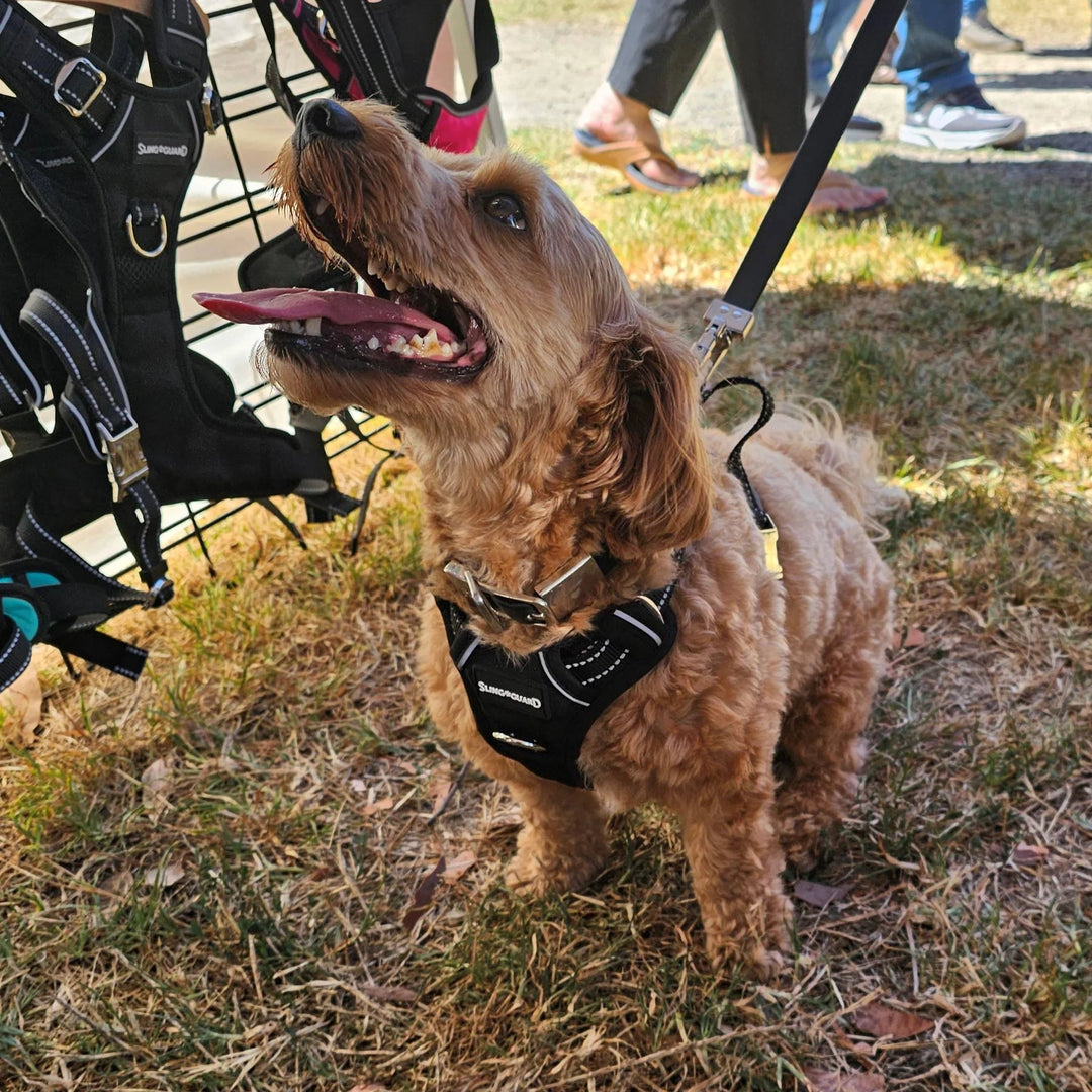 SlingGuard 2-in-1 Car Safety and Walking Harness