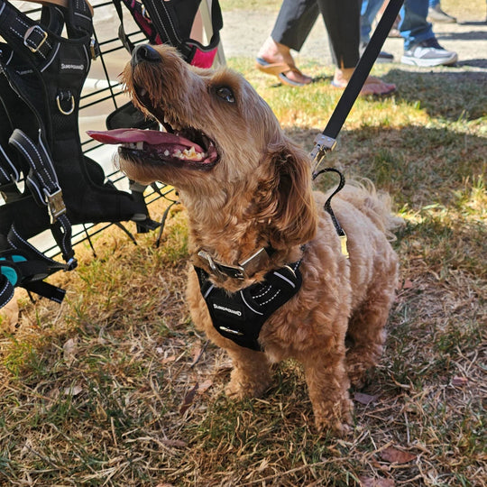 SlingGuard 2-in-1 Car Safety and Walking Harness