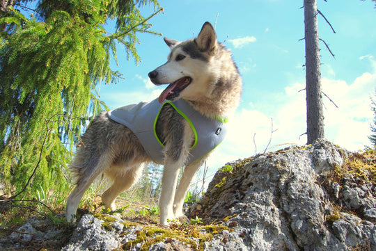 Truelove Cooling Vest for Dogs
