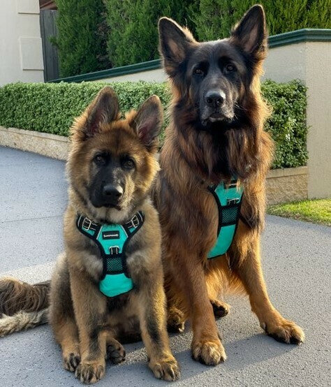 SlingGuard 2-in-1 Car Safety and Walking Harness