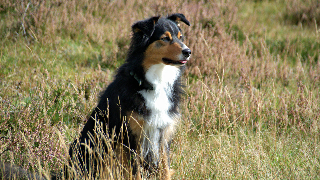 Dog sitting in a grassy field