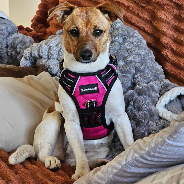 Small dog wearing a pink harness sitting on a textured surface