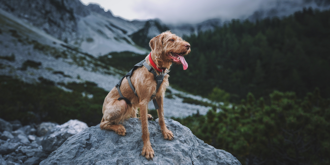 Dog on a rocky outcrop with mountains and trees in the background