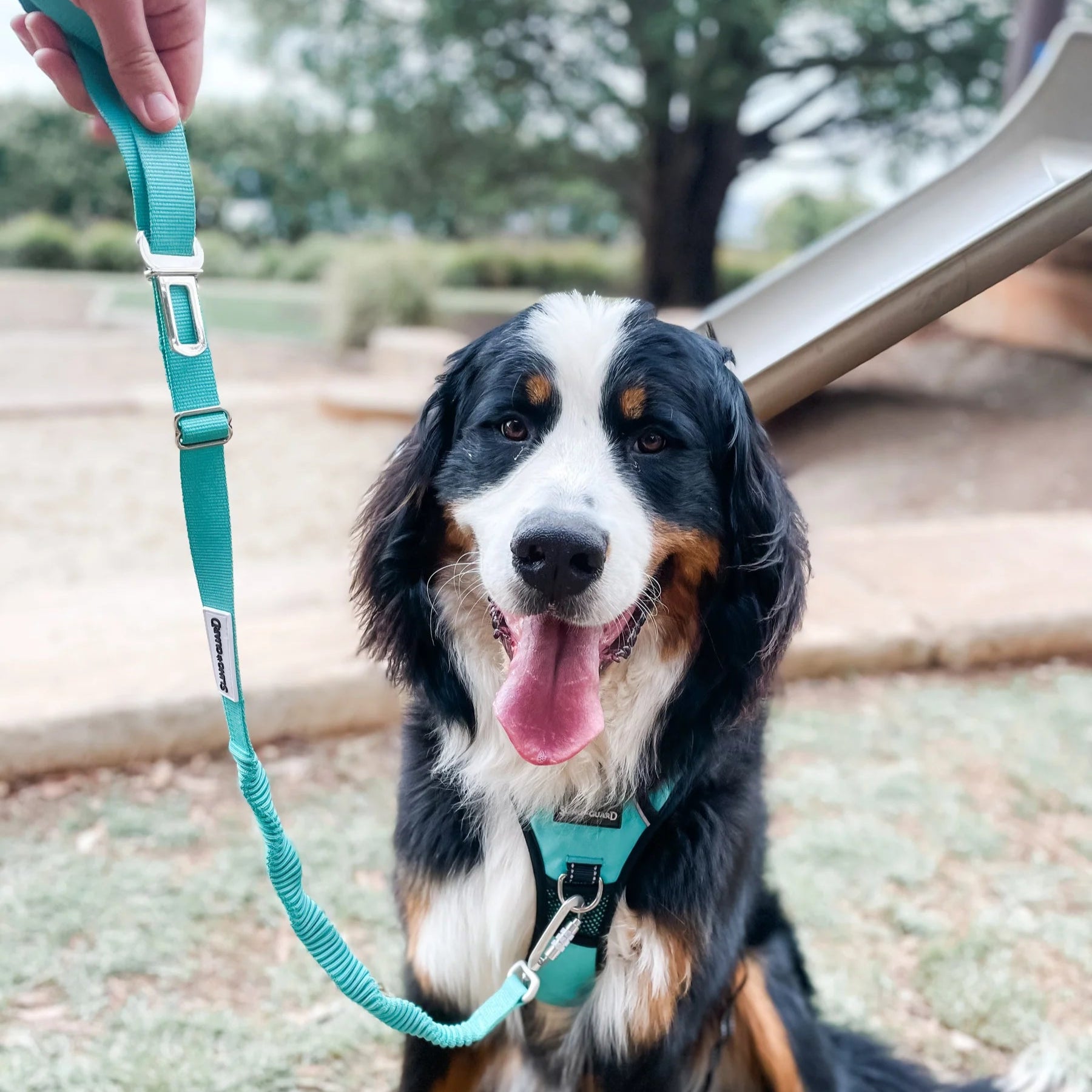 Dog on a leash in an outdoor setting with trees and grass.