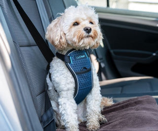 CarSafe - Crash Tested Car Harness