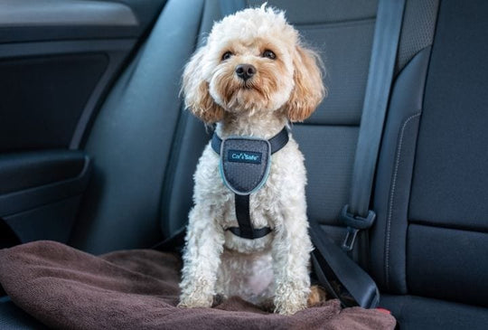 CarSafe - Travel Harness