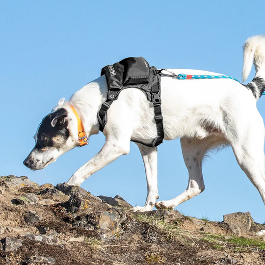 Kurgo Stash ‘n Dash Harness
