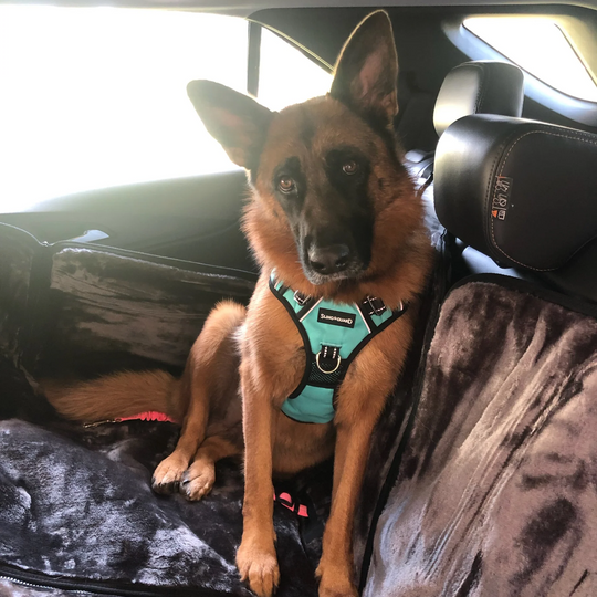 SlingGuard 2-in-1 Car Safety and Walking Harness
