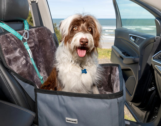 Dog sitting in a pet seat cover inside a car with a beach view outside