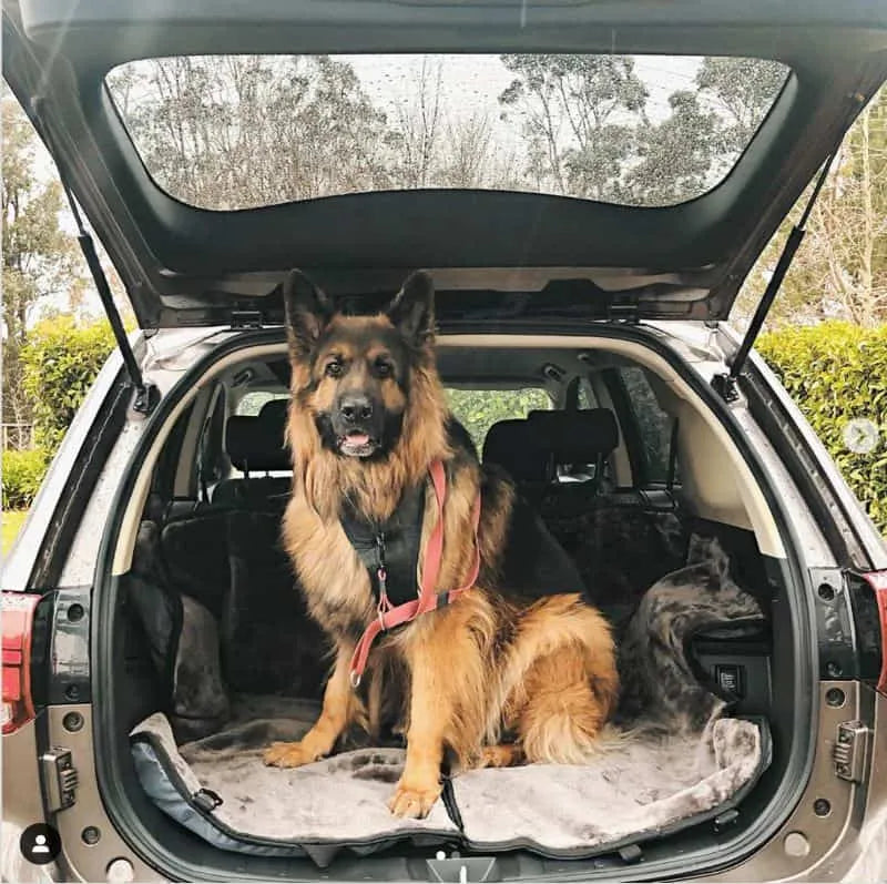 Dog sitting in a car trunk with an open hatchback
