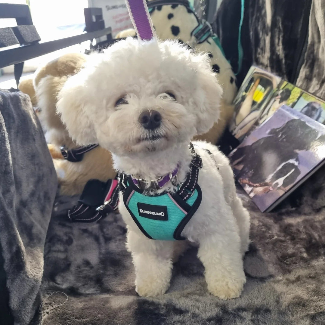 SlingGuard 2-in-1 Car Safety and Walking Harness