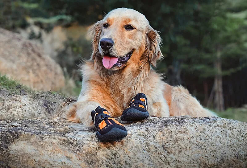 Dog wearing black shoes with orange accents on a rock, surrounded by nature.