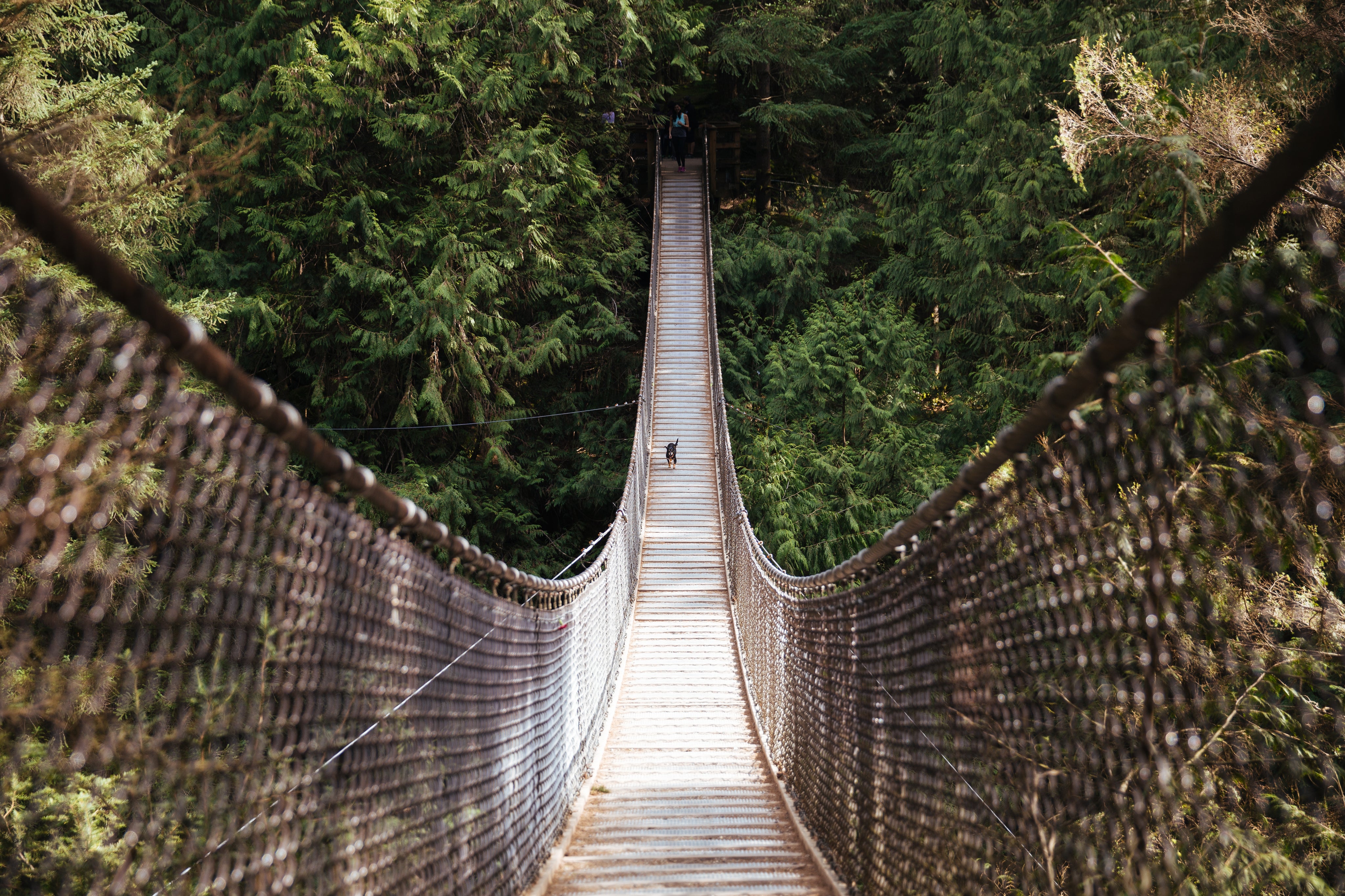 dog on a hanging bridge