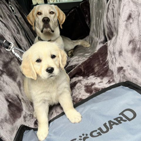 Two dogs sitting in a car with a 'Sunguard' cover on the seat.
