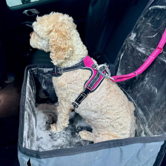 Dog sitting in a pet carrier with a pink harness inside a car.