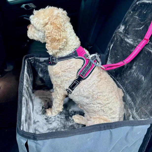 Dog sitting in a pet carrier with a pink harness inside a car.