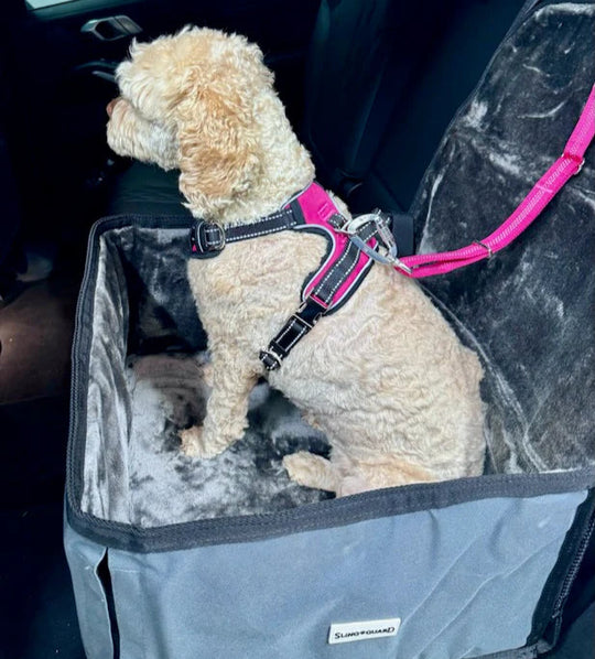 Dog sitting in a pet carrier with a pink harness inside a car.