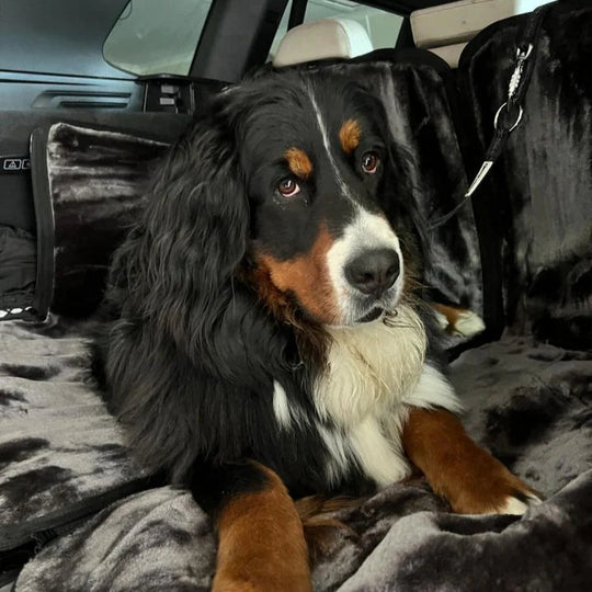 Bernese Mountain Dog sitting in a car with a gray blanket