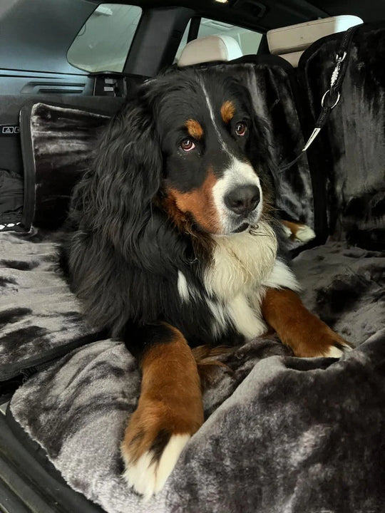 Bernese Mountain Dog sitting in a car with a gray blanket