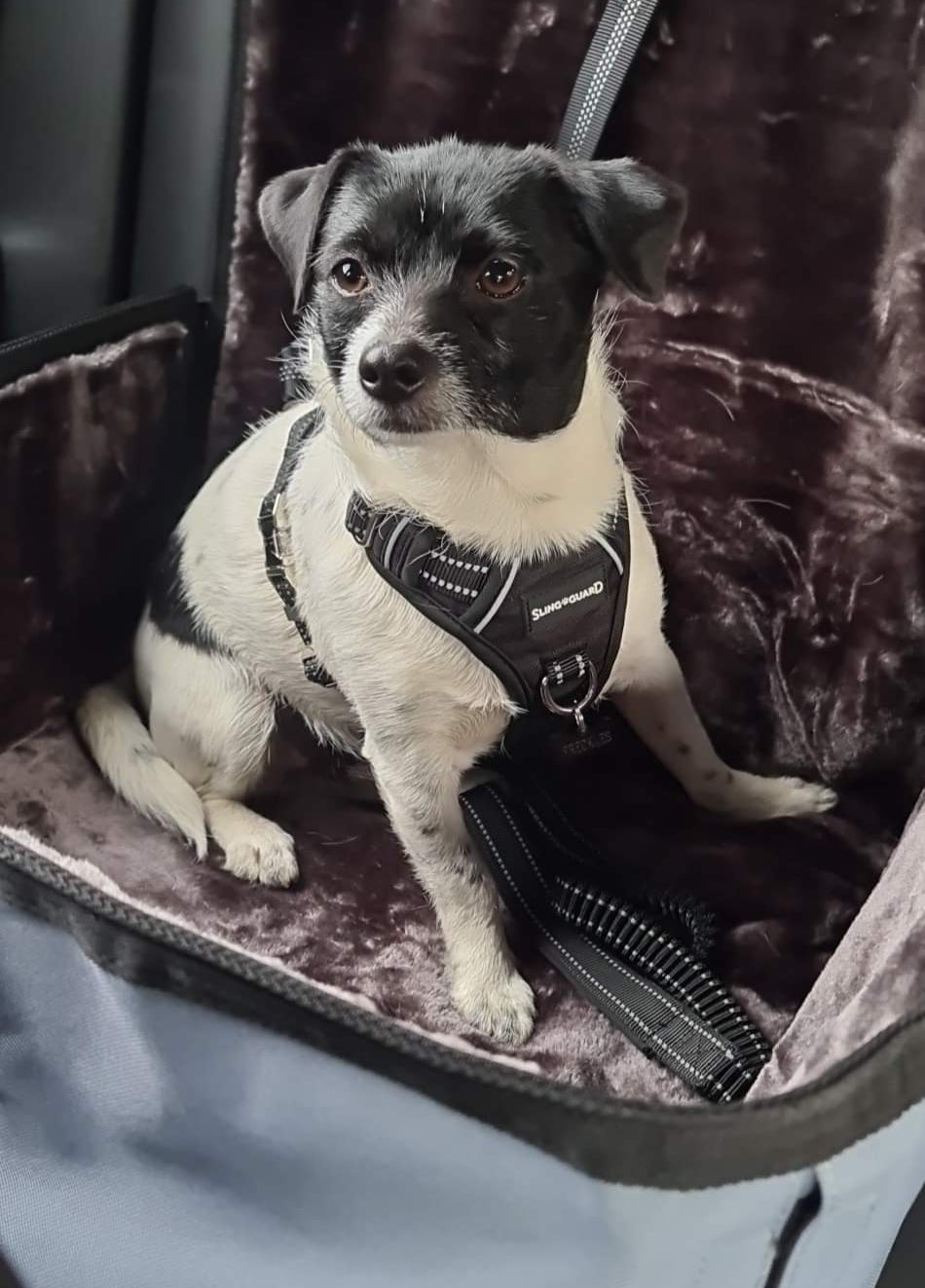 SlingGuard Car Headrest Safety Lead