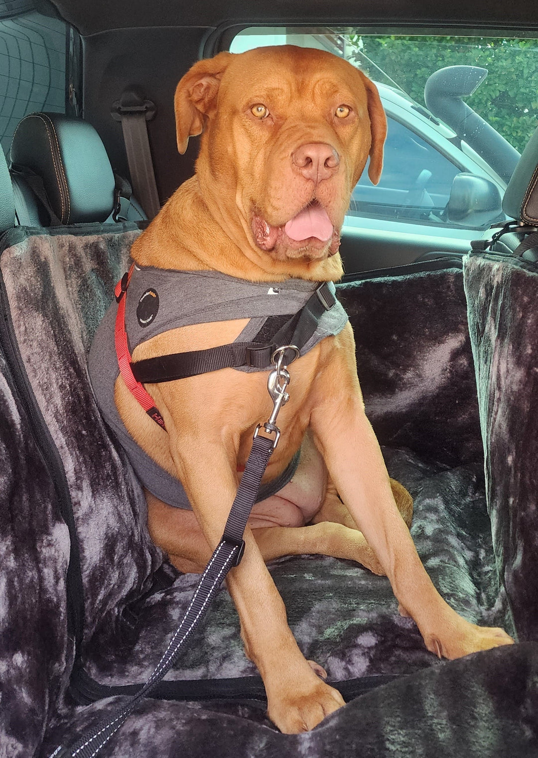 SlingGuard Car Safety Lead for Tall/Large Dogs