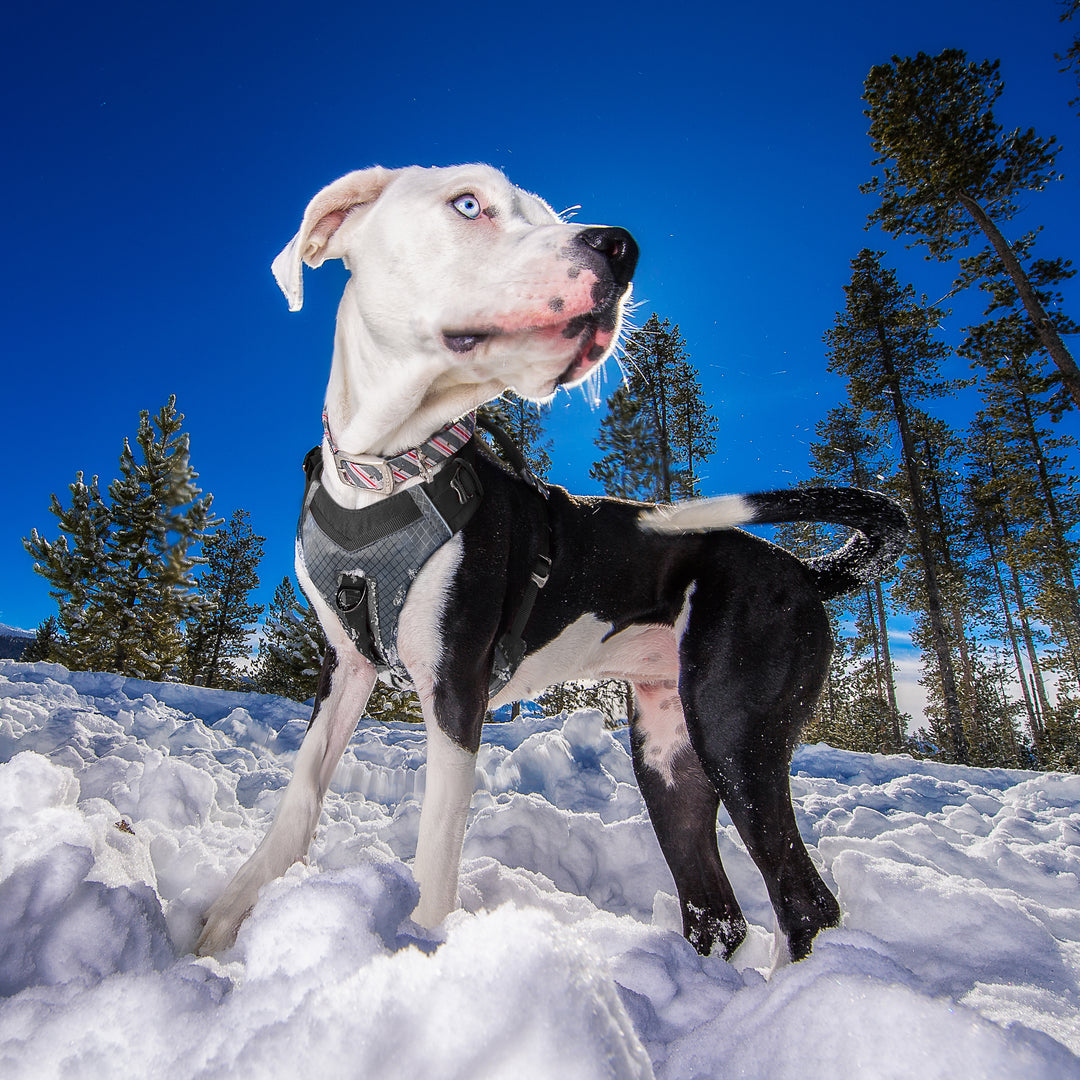 Kurgo Journey Air Harness