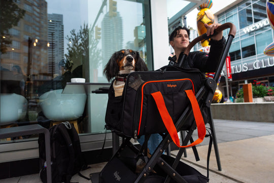 Ibiyaya JetPaw 3-in-1 Pet Stroller with Removable Carrier Ibiyaya