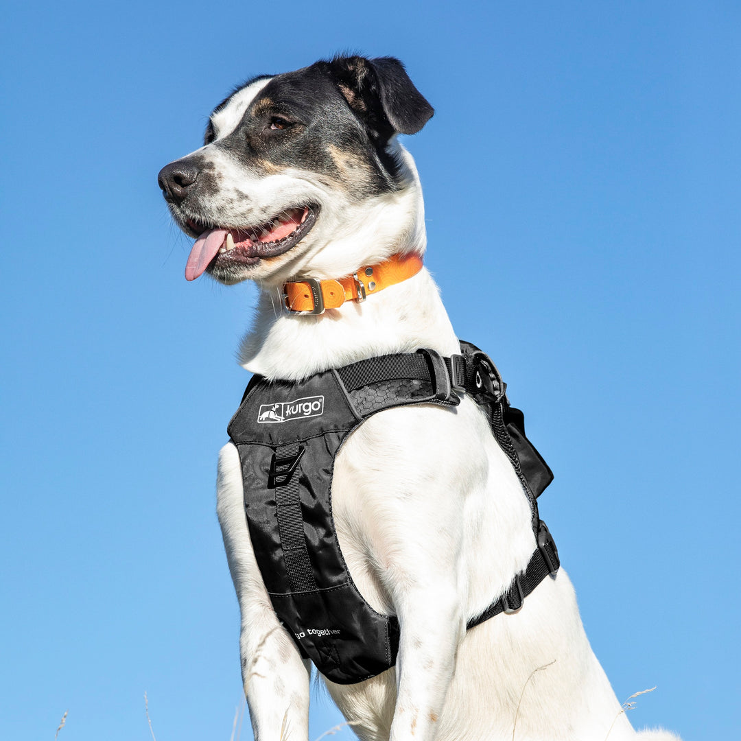 Kurgo Stash ‘n Dash Harness