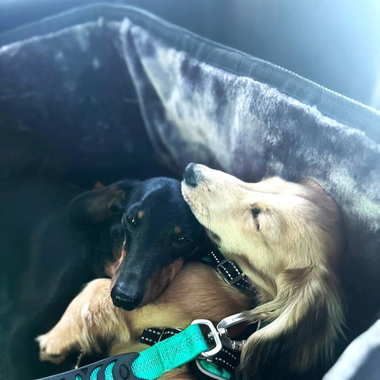 Two dogs, one black and one brown, lying down together in a car seat.